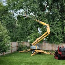 Professional Tree Removal and Landscaping Services in Cupertino, CA